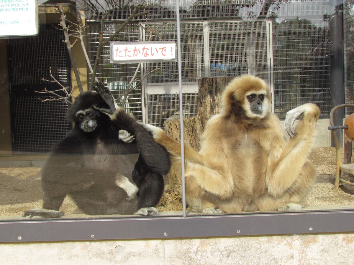 第6回 サルのなかま ウェブ子育てカフェ