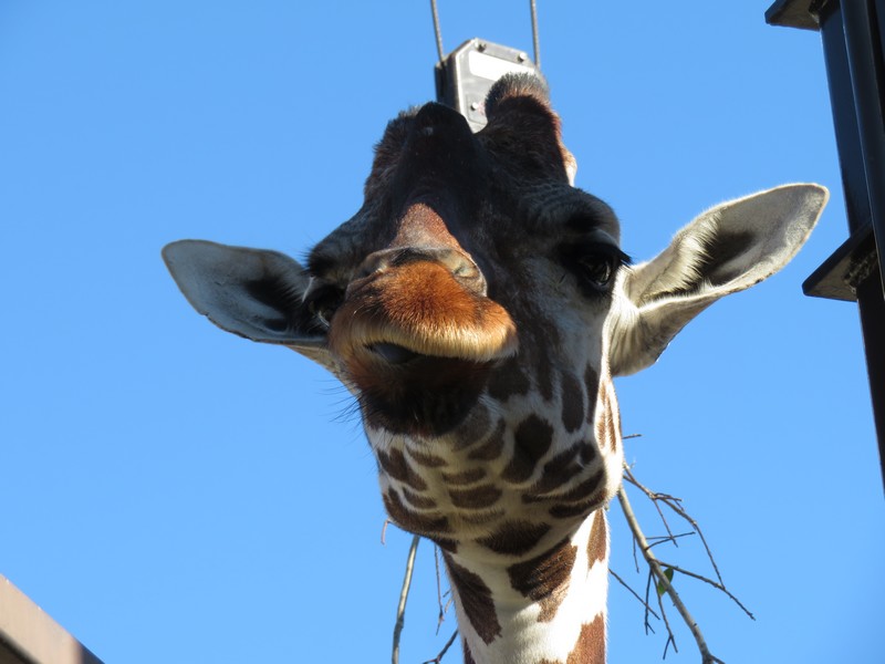 第51回キリンという哺乳類ZOOたん～全国の動物園・水族館紹介